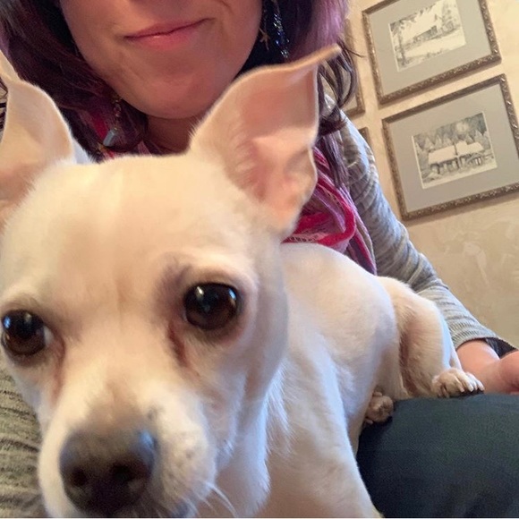 Allergy Alert! Chihuahuas in the house! 😊❤️🐶 - Picture 3 of 6